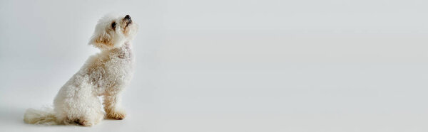 A bichon frise dog peacefully sits on a white floor.