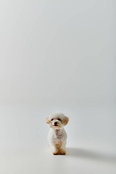 Small white dog sitting atop white floor.