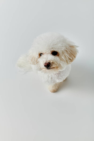 Small white dog peacefully seated on white floor.