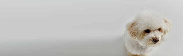 Small white dog, Bichon Frise, standing by white wall.