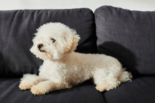 Small white Bichon Frise dog peacefully sitting atop black couch.