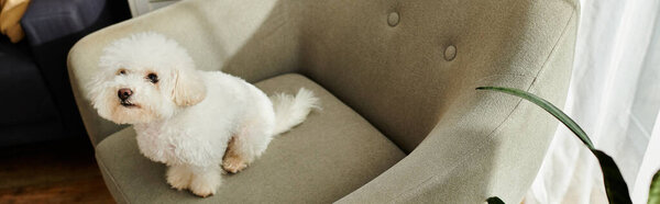 A small white Bichon Frise dog sitting calmly in a chair.