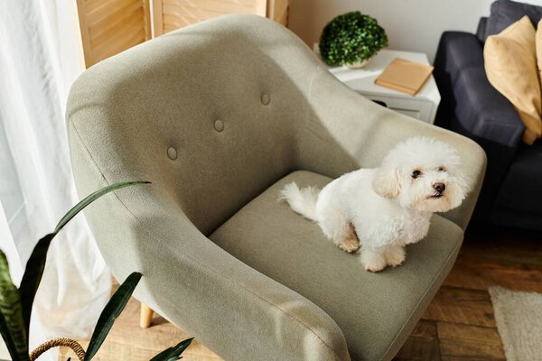 A bichon frise dog sitting on top of a chair.