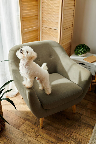 A small white dog standing on a grey chair.