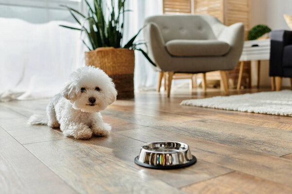 Small white dog, Bichon Frise, sitting peacefully next to a bowl on the floor.