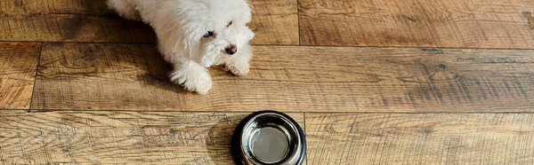 A white bichon frise dog standing next to a bowl.