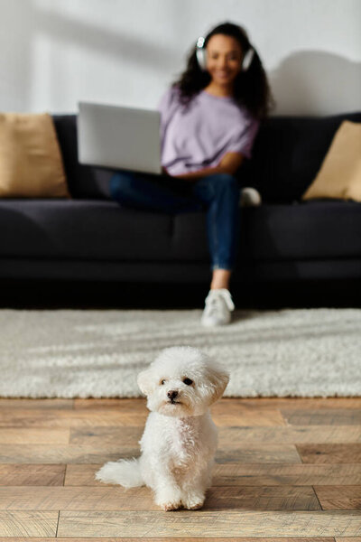 A serene bichon frise sits atop a polished hardwood floor, next to woman.