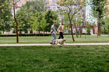 Sakallı eşcinsel bir çift labrador köpeklerini yeşil bir parkta tasmayla gezdirir..