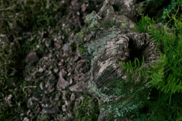 Old stump of tree near swamp covered with moss.