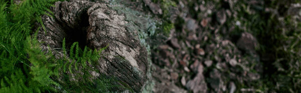 A close-up view of a weathered, hollowed tree stump covered in moss and surrounded by green foliage.