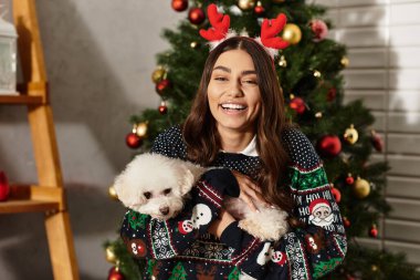 A young woman in a festive sweater enjoys a cheerful moment with her Bichon frise by the Christmas tree. clipart