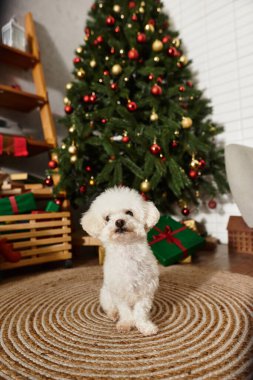 Neşeli Noel ağacının yanında hediyelerle oynaşan Bichon frise