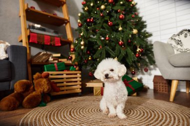 Noel ağacının yanında hediyeli şirin bir Bichon friz.