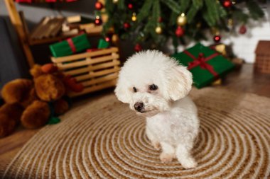 Beyaz kürklü şirin Bichon friz Noel odası için süslenmiş bir şenlikte oturuyor.