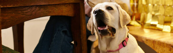 pet owner relaxes in a modern cafe, wit labrador by her side, banner