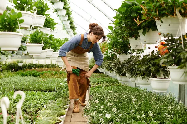 Genç bir kadın yeşil başparmağını canlı bir serada uzatır ve gelişen bitkileri besler..