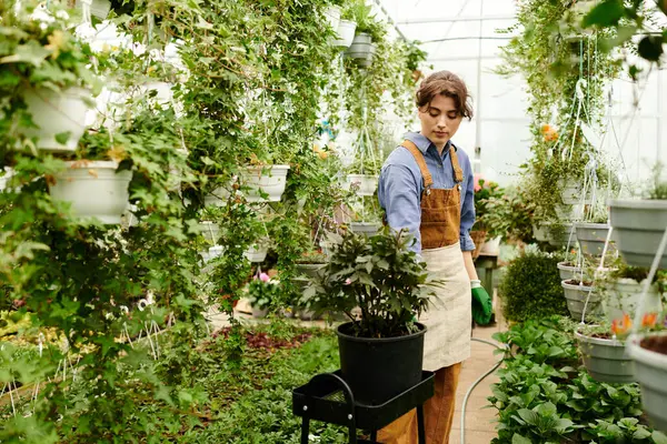 Canlı bir serada, genç bir kadın çiçek yetiştirme eğilimindedir. Mutluluk veren bahçıvanlığı somutlaştırır..