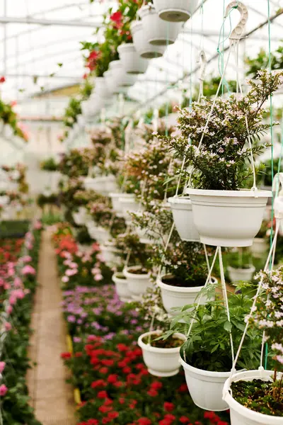 Bereketli yeşil bitkiler canlı bir serada zarif bir şekilde asılı, besleyici bir ortam sergiliyorlar..