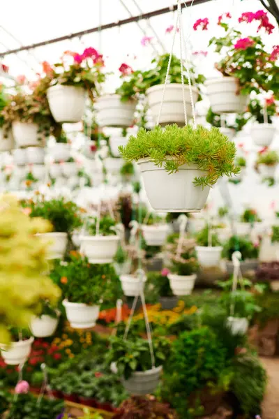 Bereketli yeşil bitkiler, iyi ışıklandırılmış bir serada bol bol yetişir ve dingin bir atmosfer yaratır..