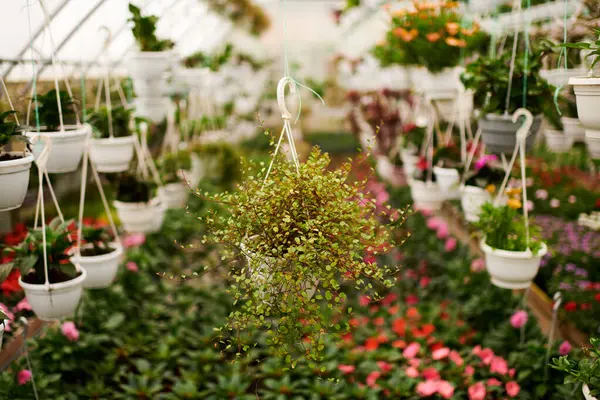 Huzurlu bir serada, canlı bitkiler doğal ışıkta gelişir, sükuneti teşvik eder..