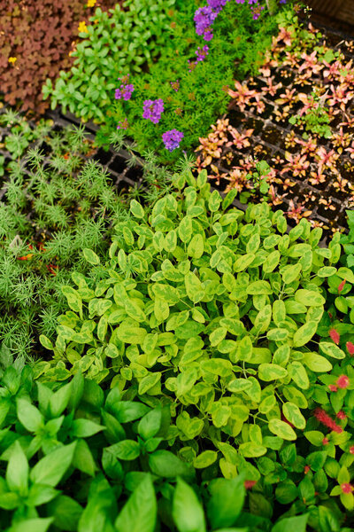 Bright green plants flourish in a serene greenhouse, showcasing nature's beauty and growth.