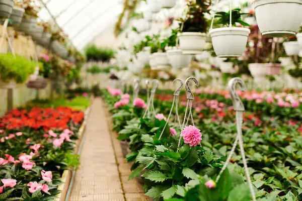 Serada yemyeşil bitkiler gelişir. Büyümek ve mutlu olmak için mükemmel bir ortam..