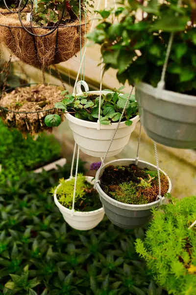 Bereketli yeşil bitkiler neşe dolu bir serada büyür, doğayı beslemenin sevincini gösterir..