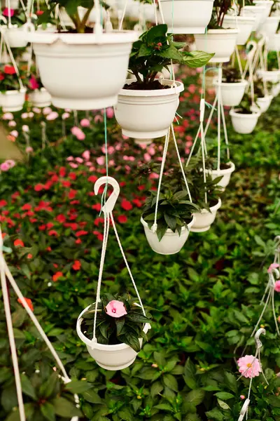 Renkli asma bitkileri serada gelişir ve büyümek için sakin bir ortam yaratır..