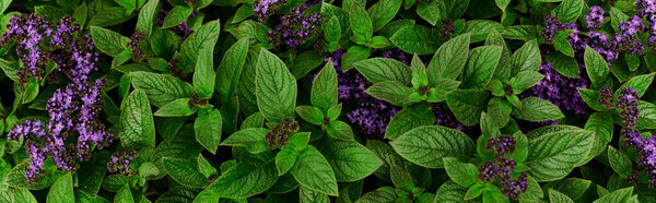 Lush green plants basking in natural light create a serene environment in a thriving greenhouse, banner