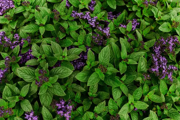 Lush greenery thrives in a serene greenhouse filled with colorful blooms, creating a peaceful vibe.