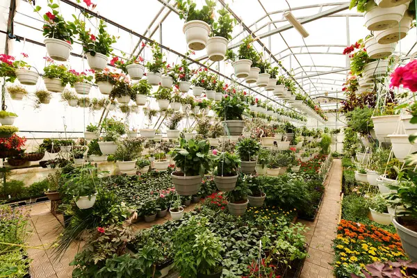 Canlı yeşil yapraklar, çeşitli bitkilerin sergilendiği sakin bir serada bol bol yetişir..