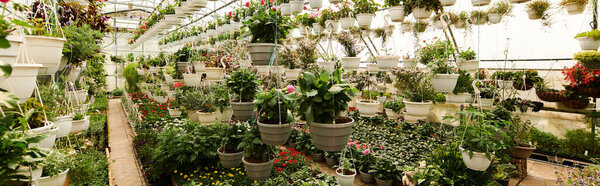 Lush plants thrive in a well-maintained greenhouse, showcasing nature beauty, banner