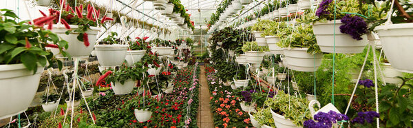 Numerous green plants thrive in flourishing pots under the greenhouse bright atmosphere, banner