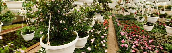 Lush green plants thrive in a cheerful greenhouse setting, showcasing natural beauty and vitality, banner