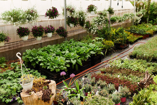 Lush greenery fills the greenhouse, showcasing a variety of thriving plants and flowers.
