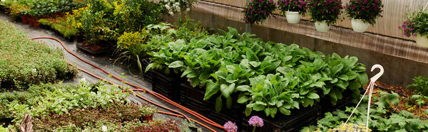 Lush greenery thrives in a spacious greenhouse, showcasing the beauty of plant life and dedication, banner