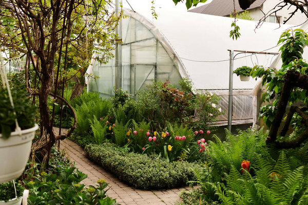 In a sunny setting, lush green plants thrive, creating a peaceful atmosphere in the greenhouse.