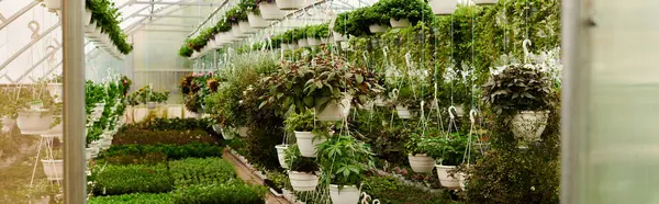 Sakinleştirici bir serada yemyeşil bitkiler sergilenir.