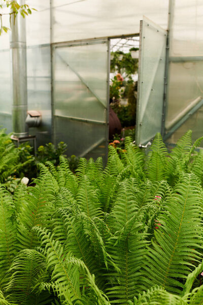 Lush green plants flourish within a serene greenhouse, reflecting a nurturing environment.