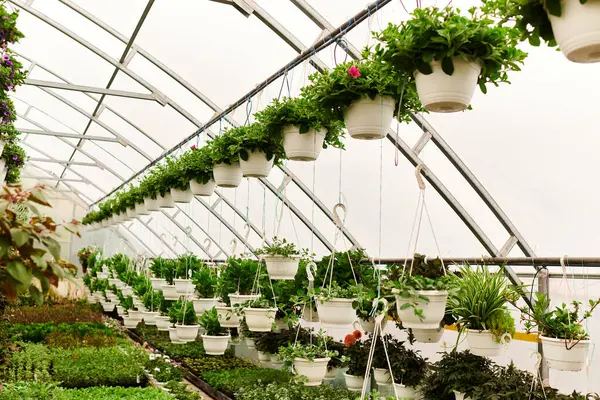 Yükseklerden sarkan yemyeşil bitkiler, canlı bir serada dingin bir atmosfer yaratıyor..