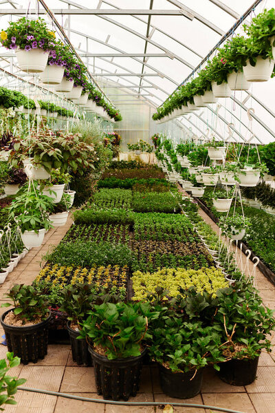 In a warm greenhouse, vibrant plants thrive under bright light, displaying natures beauty