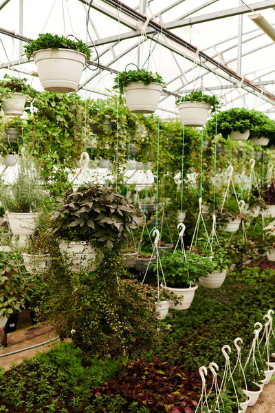 Lush green plants hang gracefully in a greenhouse, showcasing nature beauty and vitality.