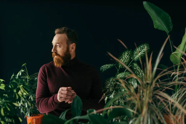 Uomo barbuto in maglione bordeaux guardando lontano vicino a piante isolate su nero — Foto stock