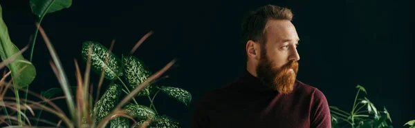 Stilvoller bärtiger Mann, der in der Nähe grüner Pflanzen auf schwarzem Banner wegsieht — Stockfoto