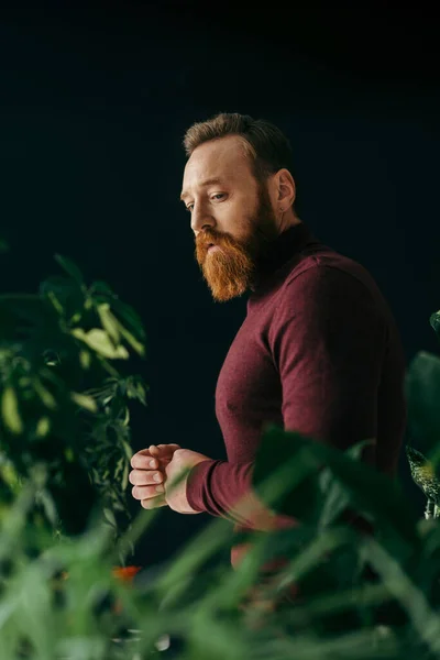 Elegante hombre barbudo de pie cerca de plantas borrosas aisladas en negro - foto de stock