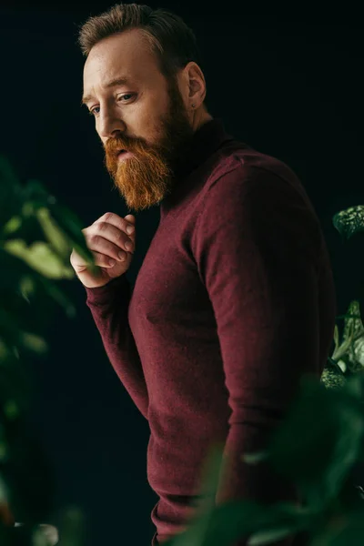 Trendy bearded model in burgundy jumper looking at blurred plant isolated on black — Stock Photo