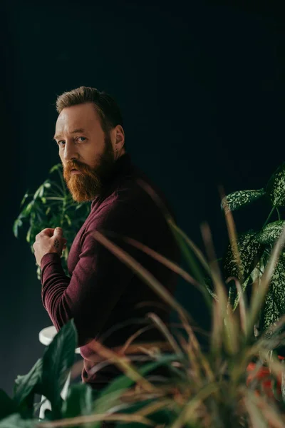 Modelo elegante en jersey mirando a la cámara cerca de plantas borrosas aisladas en negro - foto de stock