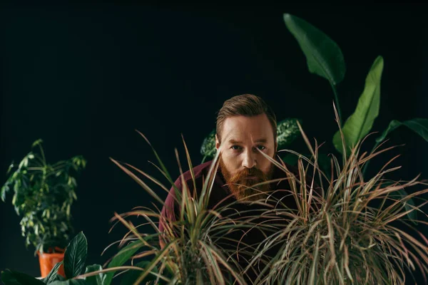 Бородатый мужчина в джампере смотрит в камеру рядом с тропическими растениями, изолированными на черном — стоковое фото