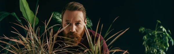 Стильный мужчина в джампере смотрит в камеру рядом с размытыми тропическими растениями, изолированными на черном, баннер — стоковое фото