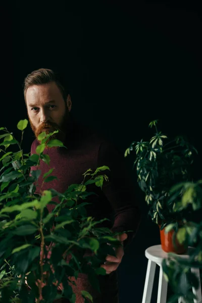Elegante uomo barbuto toccare le piante e guardando la fotocamera isolata su nero — Foto stock